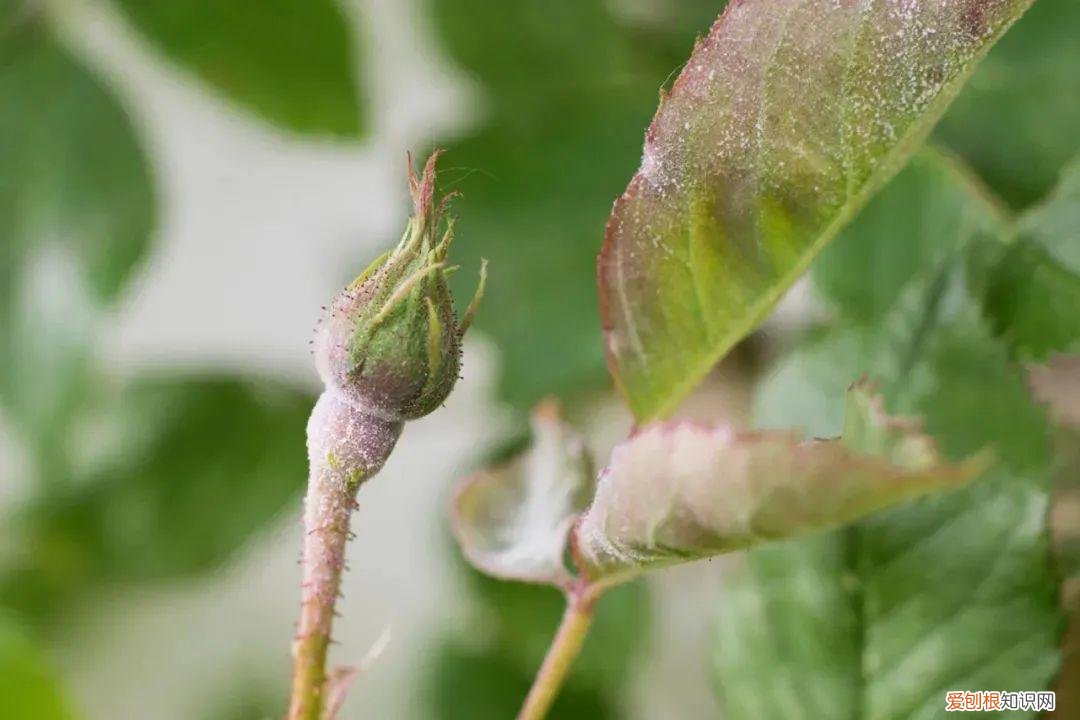 养花病虫害防治 技术，8种盆栽花卉容易感染的病虫害，用药的方法技巧指南，新手轻松学