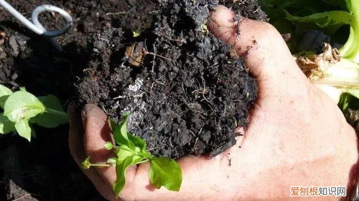 养花病虫害防治 技术，8种盆栽花卉容易感染的病虫害，用药的方法技巧指南，新手轻松学