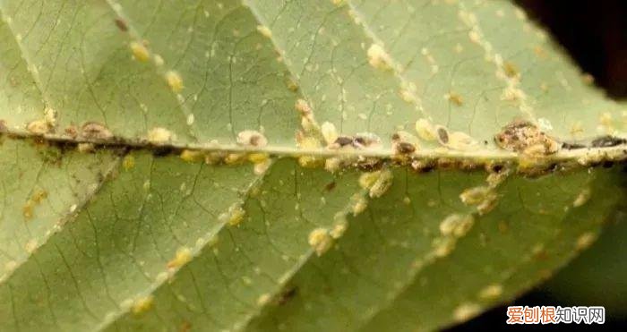 养花病虫害防治 技术，8种盆栽花卉容易感染的病虫害，用药的方法技巧指南，新手轻松学