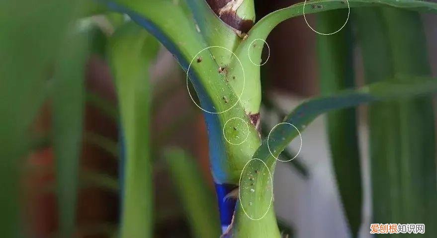 养花病虫害防治 技术，8种盆栽花卉容易感染的病虫害，用药的方法技巧指南，新手轻松学