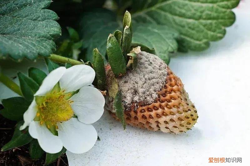 养花病虫害防治 技术，8种盆栽花卉容易感染的病虫害，用药的方法技巧指南，新手轻松学