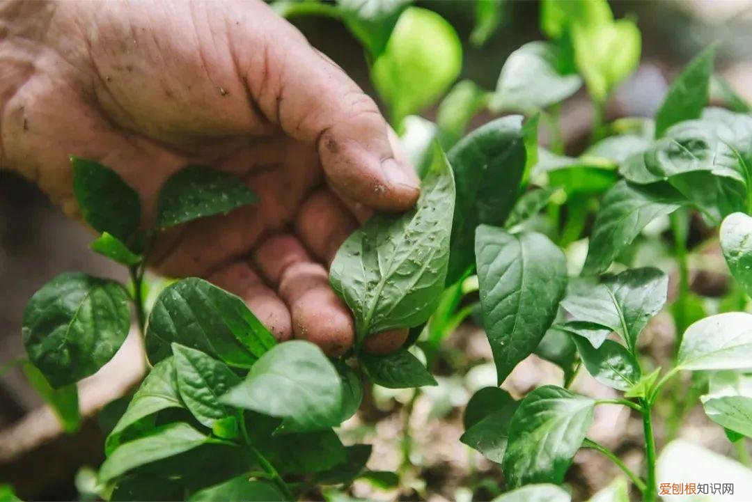 养花病虫害防治 技术，8种盆栽花卉容易感染的病虫害，用药的方法技巧指南，新手轻松学