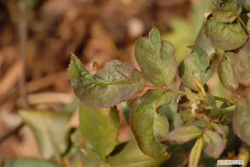 养花病虫害防治 技术，8种盆栽花卉容易感染的病虫害，用药的方法技巧指南，新手轻松学