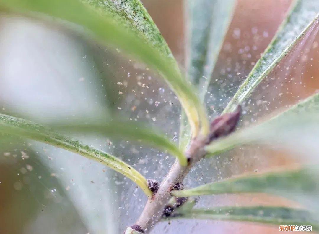 养花病虫害防治 技术，8种盆栽花卉容易感染的病虫害，用药的方法技巧指南，新手轻松学