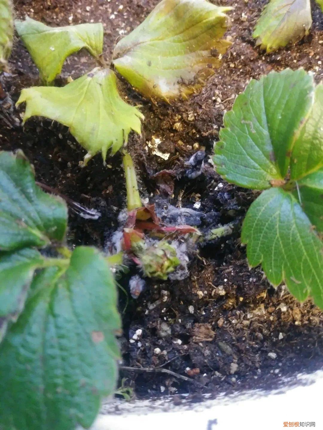 养花病虫害防治 技术，8种盆栽花卉容易感染的病虫害，用药的方法技巧指南，新手轻松学