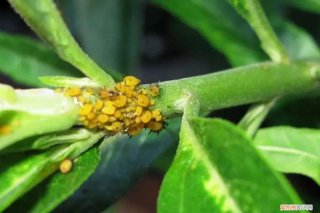 养花病虫害防治 技术，8种盆栽花卉容易感染的病虫害，用药的方法技巧指南，新手轻松学