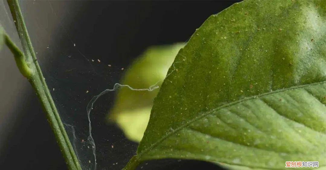 养花病虫害防治 技术，8种盆栽花卉容易感染的病虫害，用药的方法技巧指南，新手轻松学