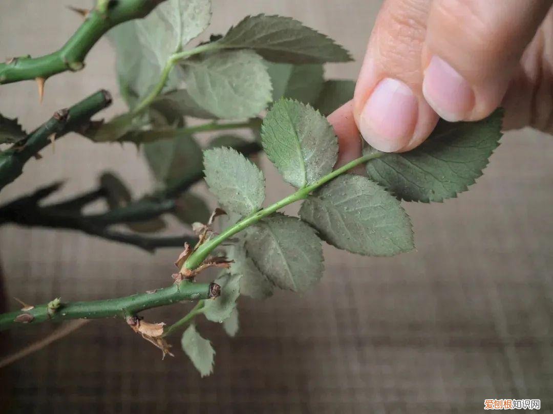 养花病虫害防治 技术，8种盆栽花卉容易感染的病虫害，用药的方法技巧指南，新手轻松学