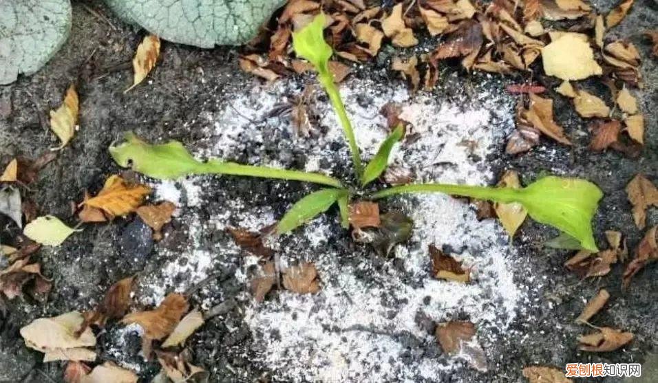 养花病虫害防治 技术，8种盆栽花卉容易感染的病虫害，用药的方法技巧指南，新手轻松学