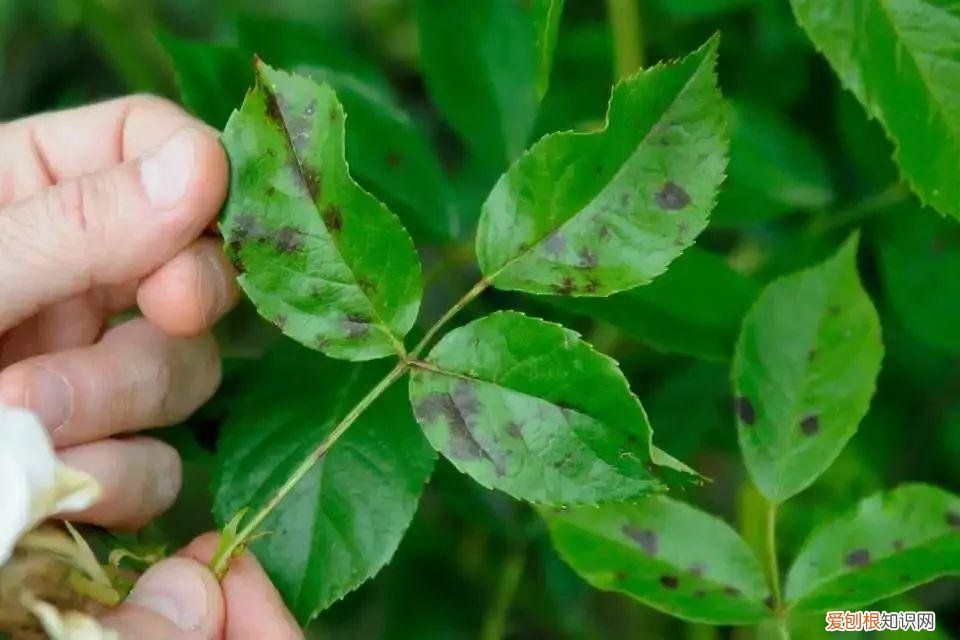 养花病虫害防治 技术，8种盆栽花卉容易感染的病虫害，用药的方法技巧指南，新手轻松学
