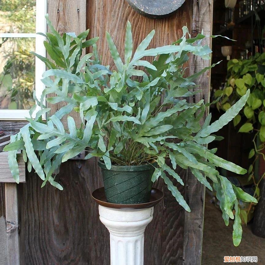 今年网红植物有哪些，新手可“入坑”的便宜、好看且清新的网红植物，详细养护指南附上