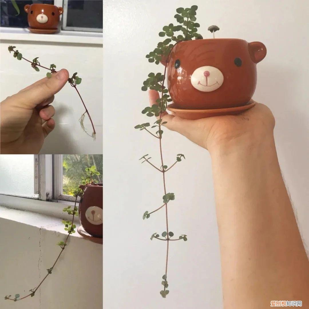 今年网红植物有哪些，新手可“入坑”的便宜、好看且清新的网红植物，详细养护指南附上