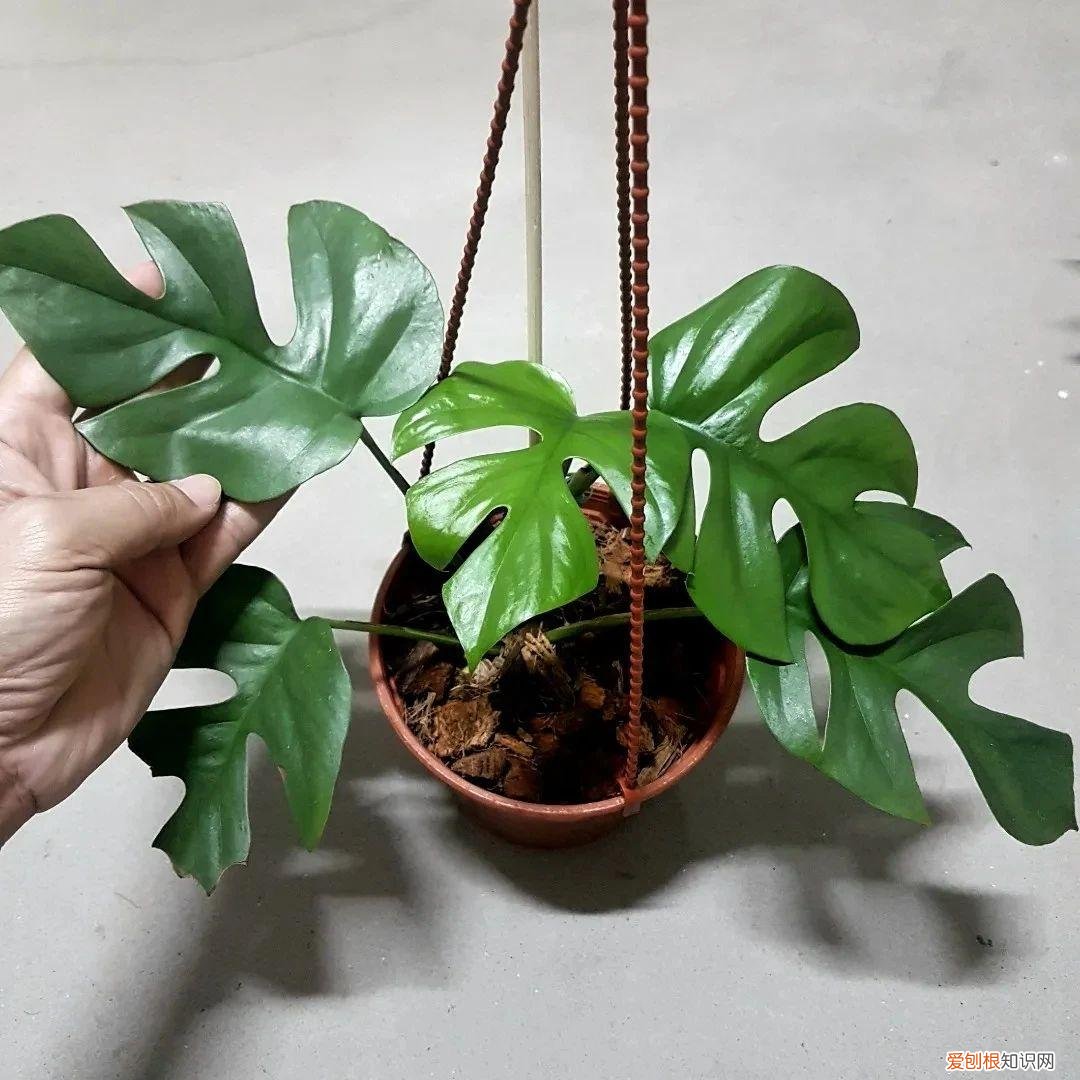 今年网红植物有哪些，新手可“入坑”的便宜、好看且清新的网红植物，详细养护指南附上