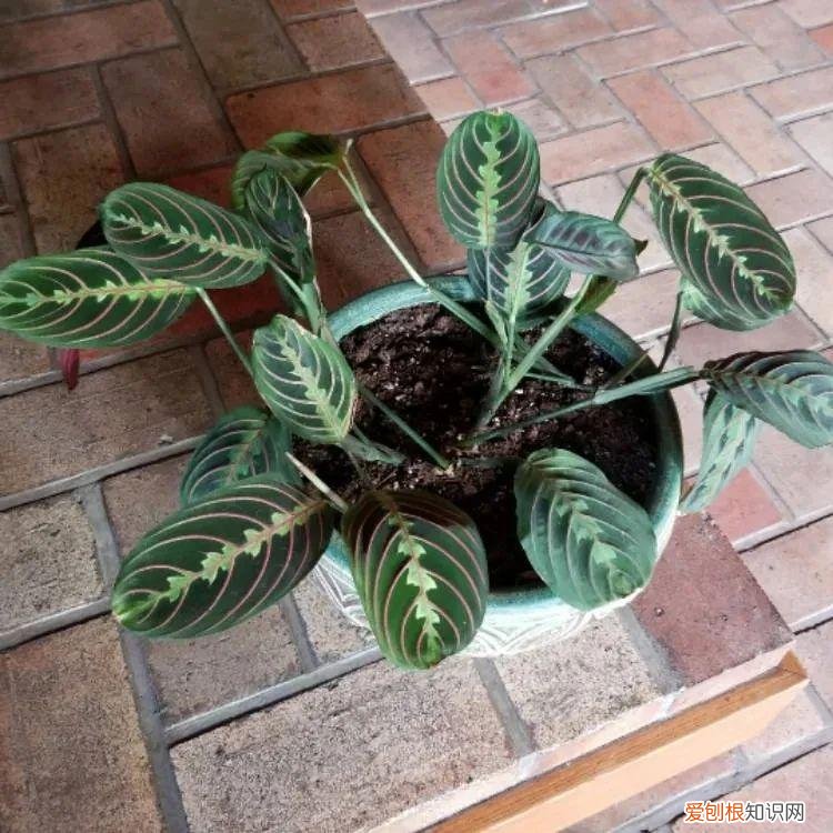 今年网红植物有哪些，新手可“入坑”的便宜、好看且清新的网红植物，详细养护指南附上