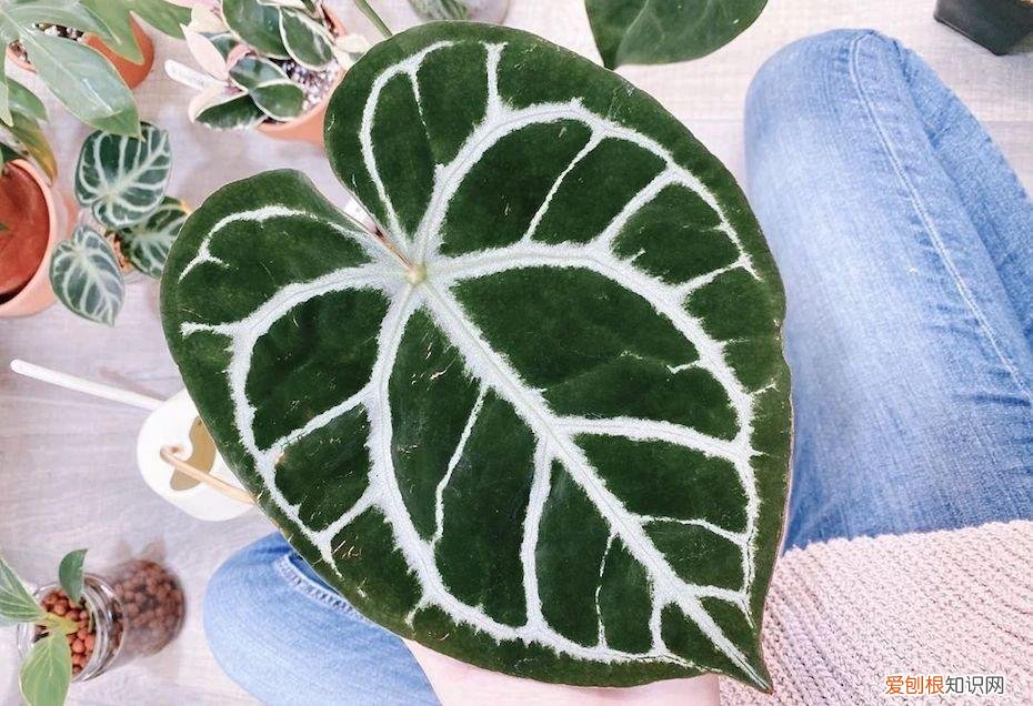 今年网红植物有哪些，新手可“入坑”的便宜、好看且清新的网红植物，详细养护指南附上