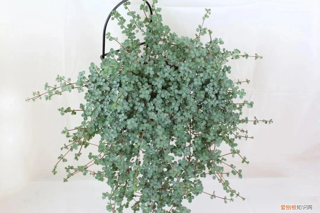 今年网红植物有哪些，新手可“入坑”的便宜、好看且清新的网红植物，详细养护指南附上