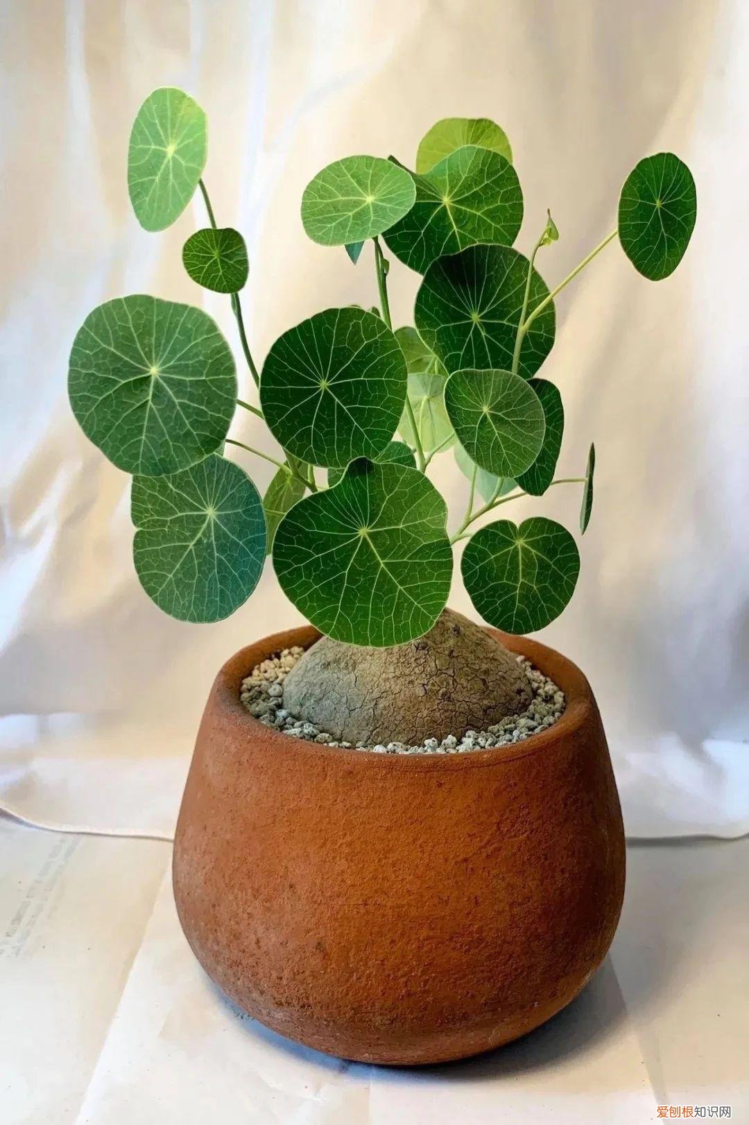 今年网红植物有哪些，新手可“入坑”的便宜、好看且清新的网红植物，详细养护指南附上