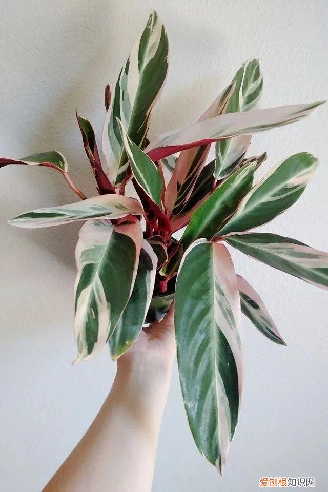 今年网红植物有哪些，新手可“入坑”的便宜、好看且清新的网红植物，详细养护指南附上