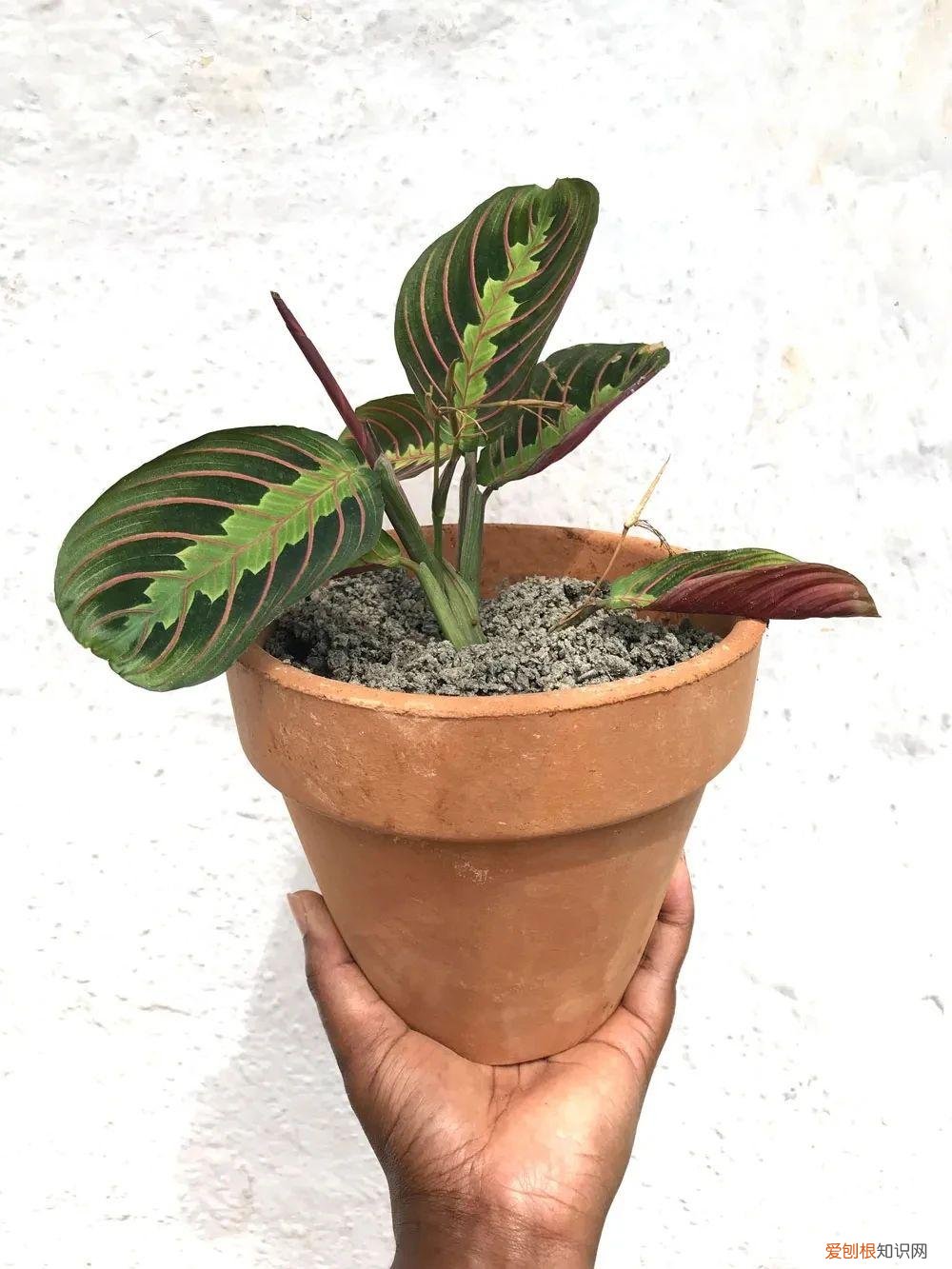 今年网红植物有哪些，新手可“入坑”的便宜、好看且清新的网红植物，详细养护指南附上