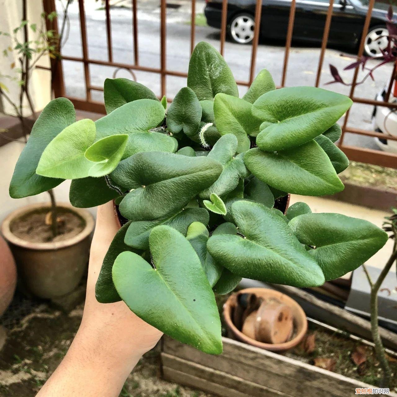 今年网红植物有哪些，新手可“入坑”的便宜、好看且清新的网红植物，详细养护指南附上