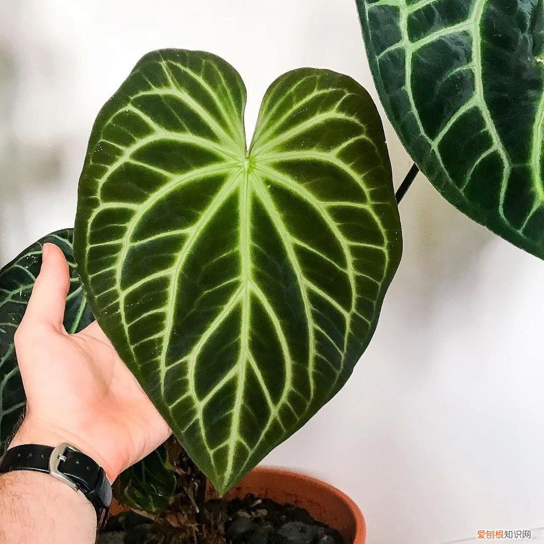 今年网红植物有哪些，新手可“入坑”的便宜、好看且清新的网红植物，详细养护指南附上
