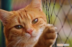 猫大便有血怎么回事，猫大便有血什么情况