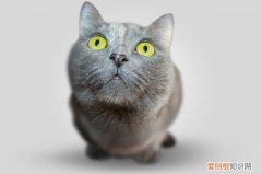 猫吃耗子药了怎么能救活，猫吃了耗子药怎么能救过来