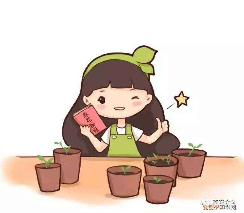 养花小技巧,轻松养活，这些养花诀窍，你怎么不早点告诉我！