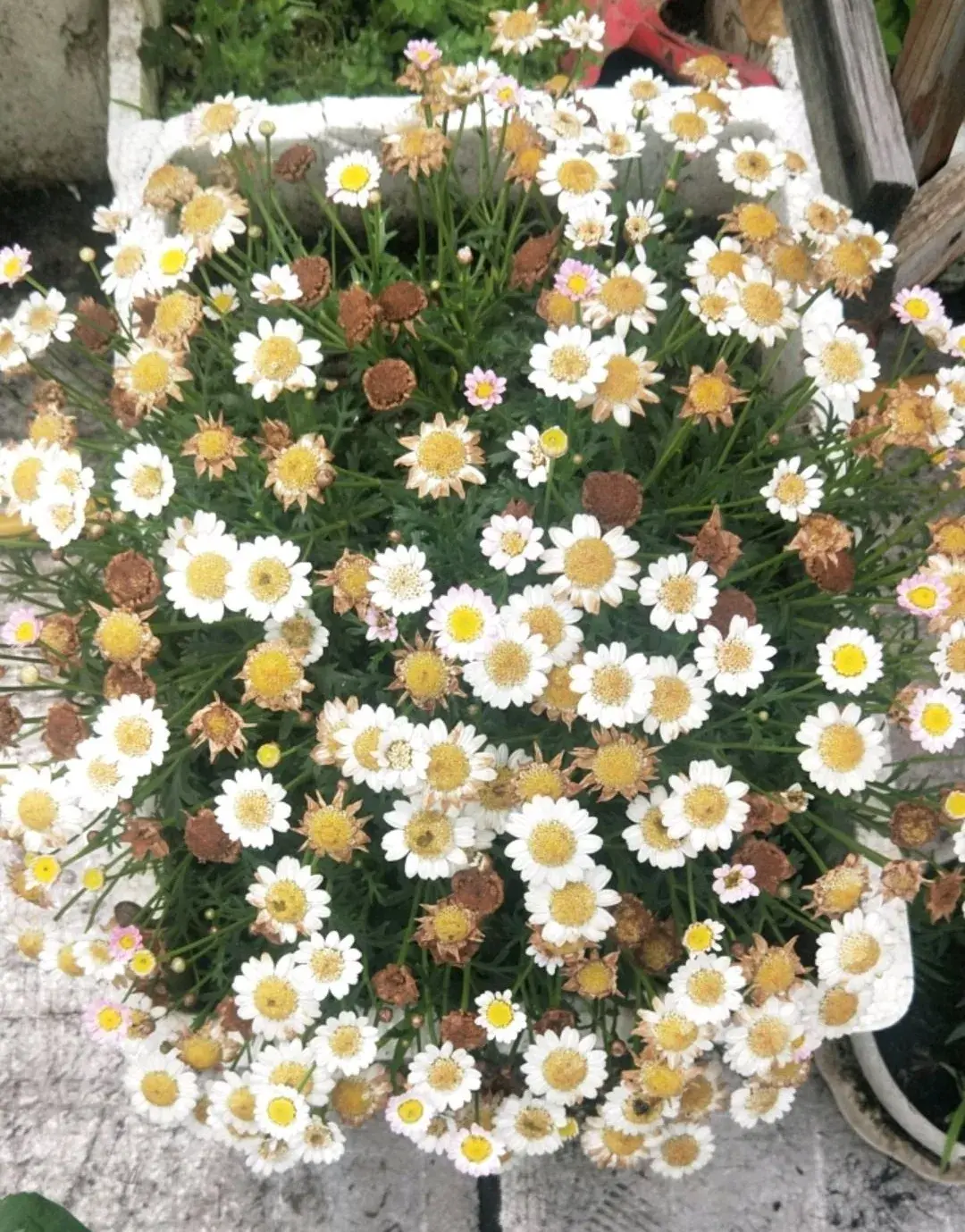 各种花的修剪方式，养花技巧：10种花，开完赶紧剪，不仅可以长得更好，剪完一直开