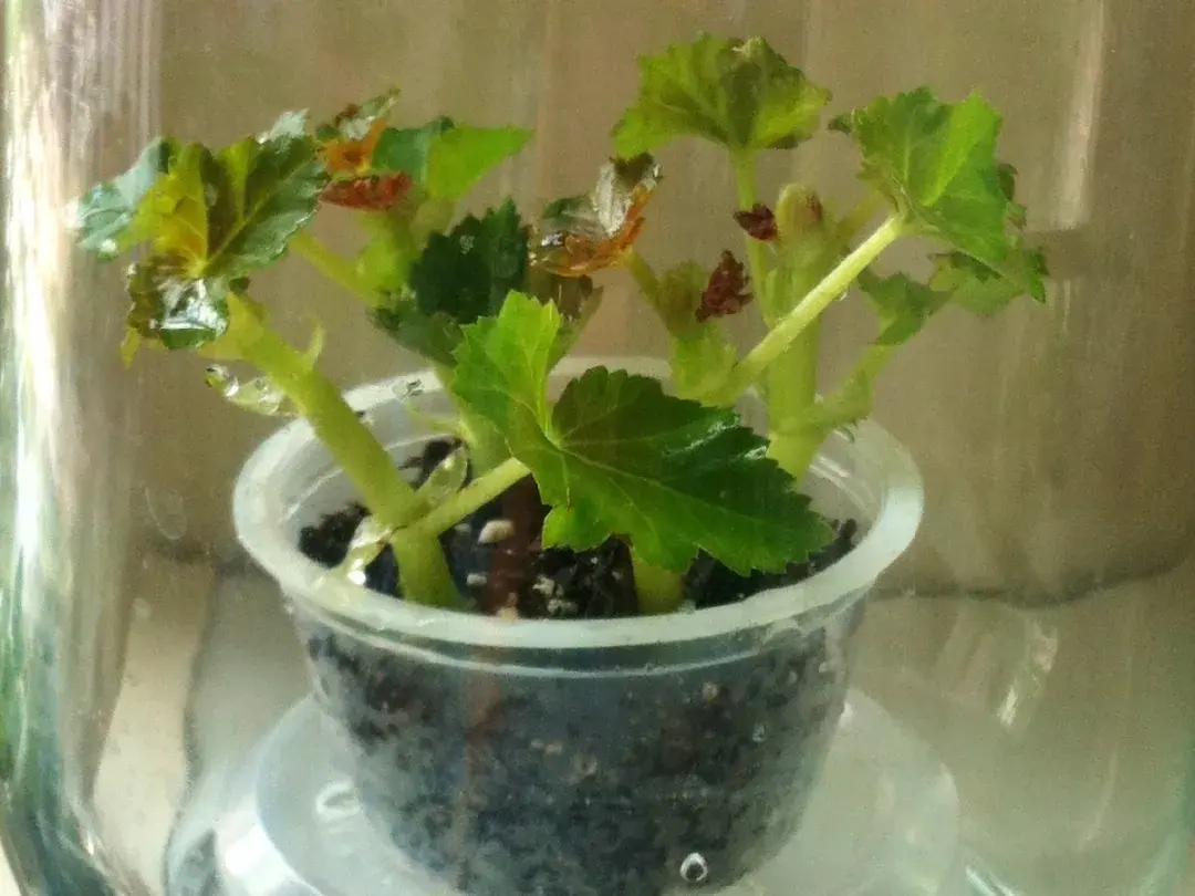 各种花的修剪方式，养花技巧：10种花，开完赶紧剪，不仅可以长得更好，剪完一直开
