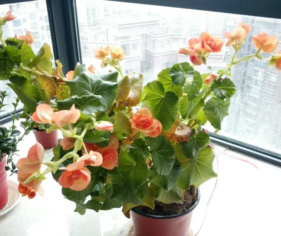各种花的修剪方式，养花技巧：10种花，开完赶紧剪，不仅可以长得更好，剪完一直开