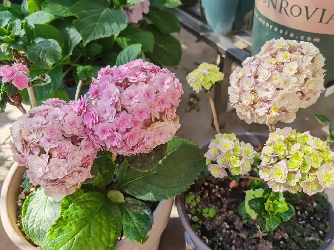 各种花的修剪方式，养花技巧：10种花，开完赶紧剪，不仅可以长得更好，剪完一直开