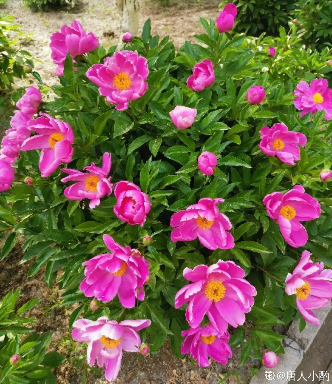 各种花的修剪方式，养花技巧：10种花，开完赶紧剪，不仅可以长得更好，剪完一直开