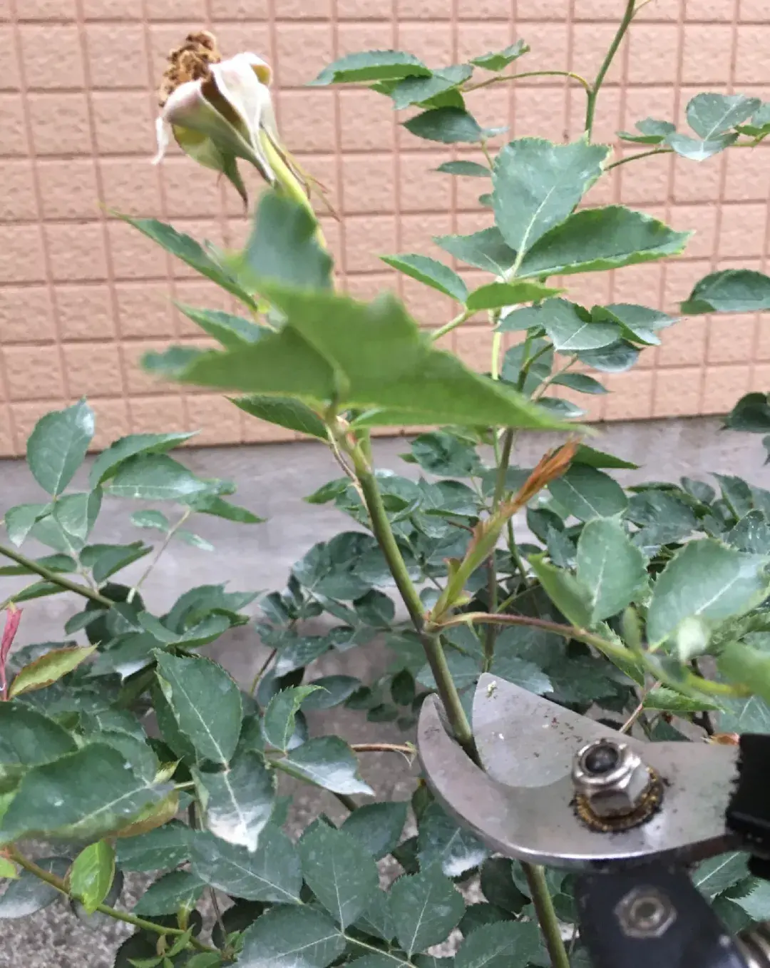 各种花的修剪方式，养花技巧：10种花，开完赶紧剪，不仅可以长得更好，剪完一直开