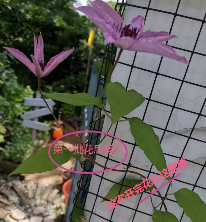 各种花的修剪方式，养花技巧：10种花，开完赶紧剪，不仅可以长得更好，剪完一直开