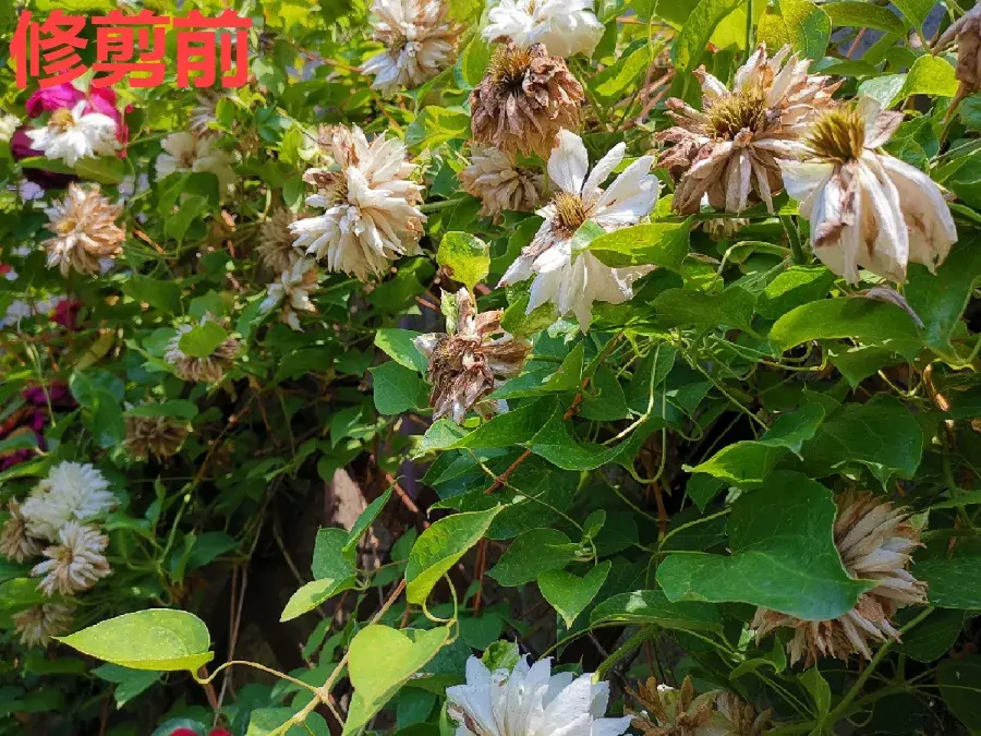 各种花的修剪方式，养花技巧：10种花，开完赶紧剪，不仅可以长得更好，剪完一直开