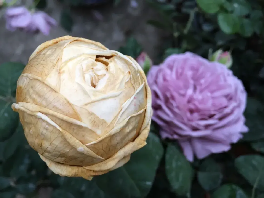各种花的修剪方式，养花技巧：10种花，开完赶紧剪，不仅可以长得更好，剪完一直开