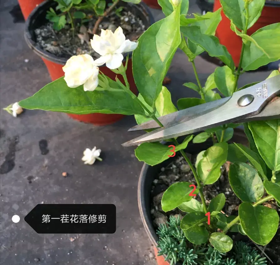 各种花的修剪方式，养花技巧：10种花，开完赶紧剪，不仅可以长得更好，剪完一直开