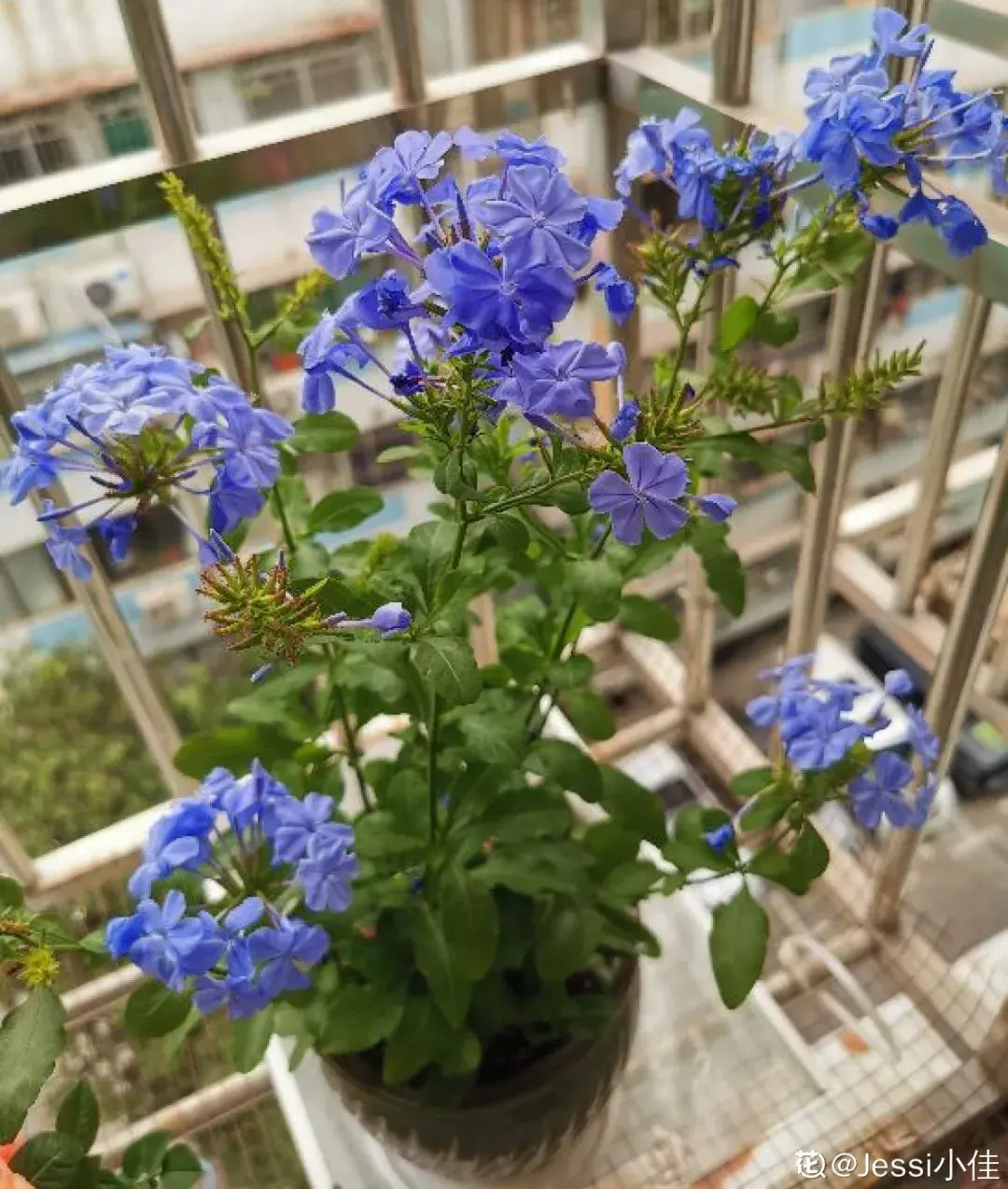 各种花的修剪方式，养花技巧：10种花，开完赶紧剪，不仅可以长得更好，剪完一直开