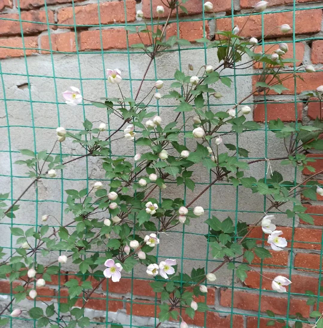 各种花的修剪方式，养花技巧：10种花，开完赶紧剪，不仅可以长得更好，剪完一直开