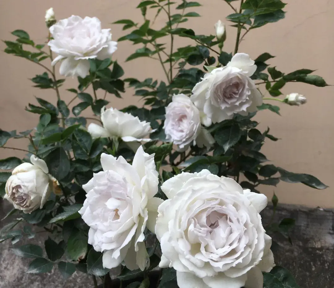 各种花的修剪方式，养花技巧：10种花，开完赶紧剪，不仅可以长得更好，剪完一直开