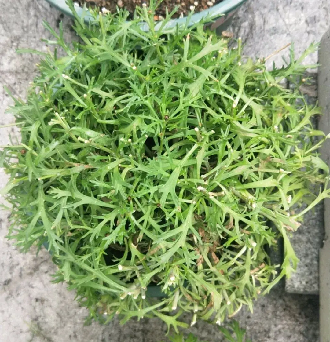 各种花的修剪方式，养花技巧：10种花，开完赶紧剪，不仅可以长得更好，剪完一直开