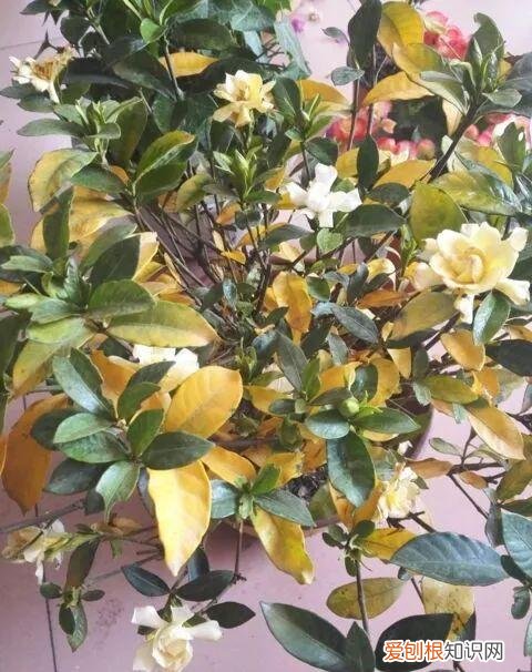各种花的修剪方式，养花技巧：10种花，开完赶紧剪，不仅可以长得更好，剪完一直开