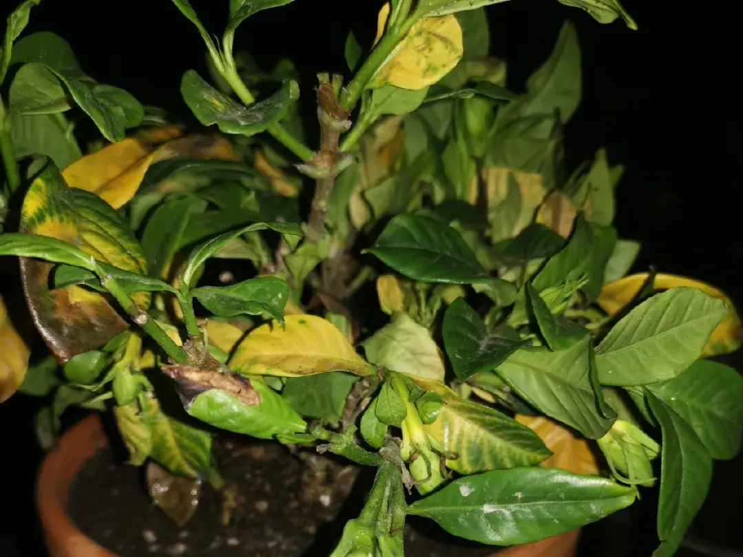 各种花的修剪方式，养花技巧：10种花，开完赶紧剪，不仅可以长得更好，剪完一直开