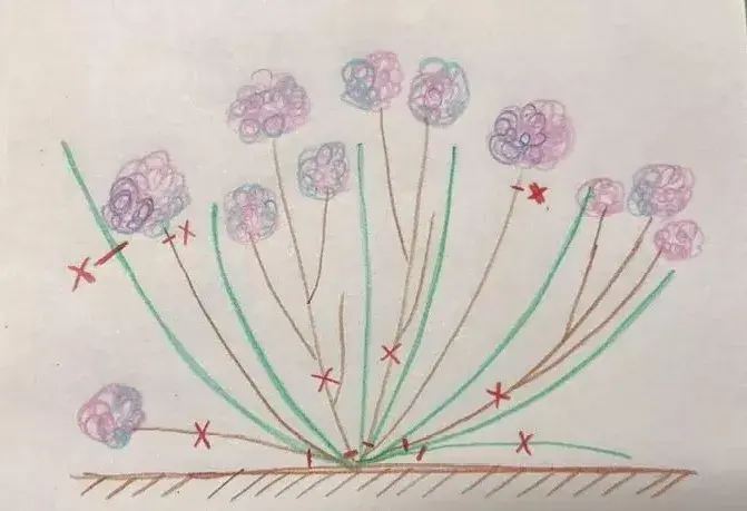 各种花的修剪方式，养花技巧：10种花，开完赶紧剪，不仅可以长得更好，剪完一直开