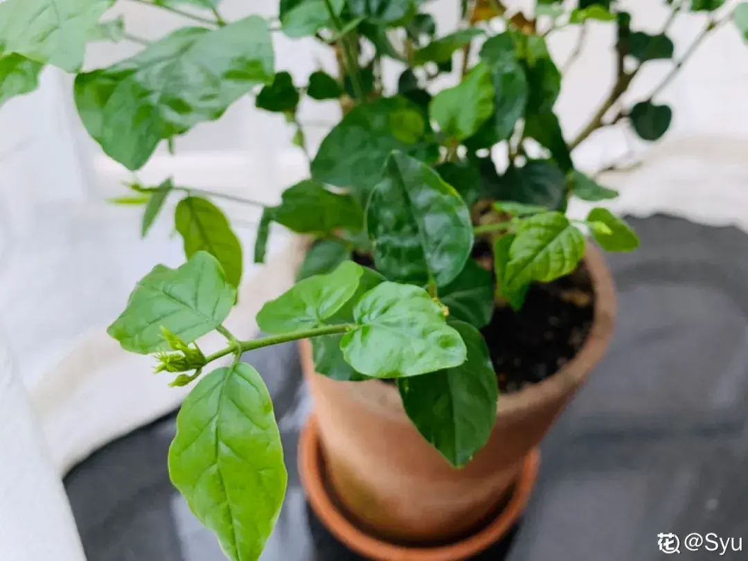 各种花的修剪方式，养花技巧：10种花，开完赶紧剪，不仅可以长得更好，剪完一直开