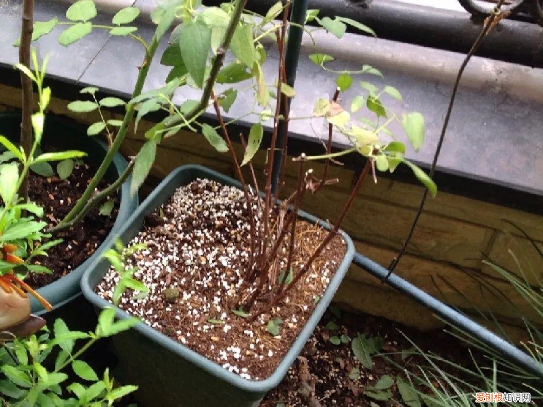各种花的修剪方式，养花技巧：10种花，开完赶紧剪，不仅可以长得更好，剪完一直开