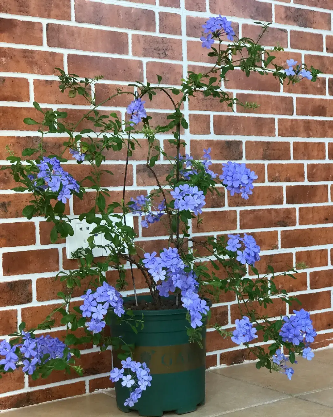 各种花的修剪方式，养花技巧：10种花，开完赶紧剪，不仅可以长得更好，剪完一直开