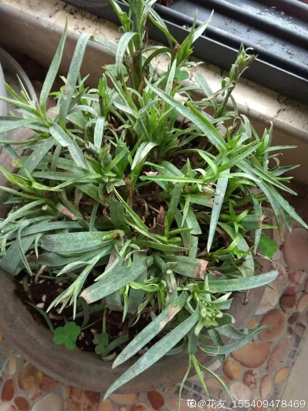 各种花的修剪方式，养花技巧：10种花，开完赶紧剪，不仅可以长得更好，剪完一直开