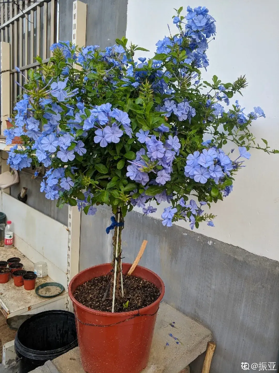 各种花的修剪方式，养花技巧：10种花，开完赶紧剪，不仅可以长得更好，剪完一直开